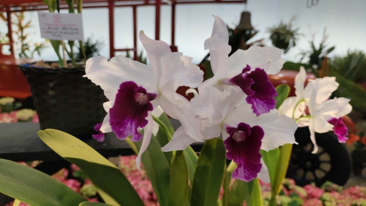 20/11/2025 FESTA DAS FLORES JOINVILLE - 85o Exposição de Orquídeas de Joinville AJAO