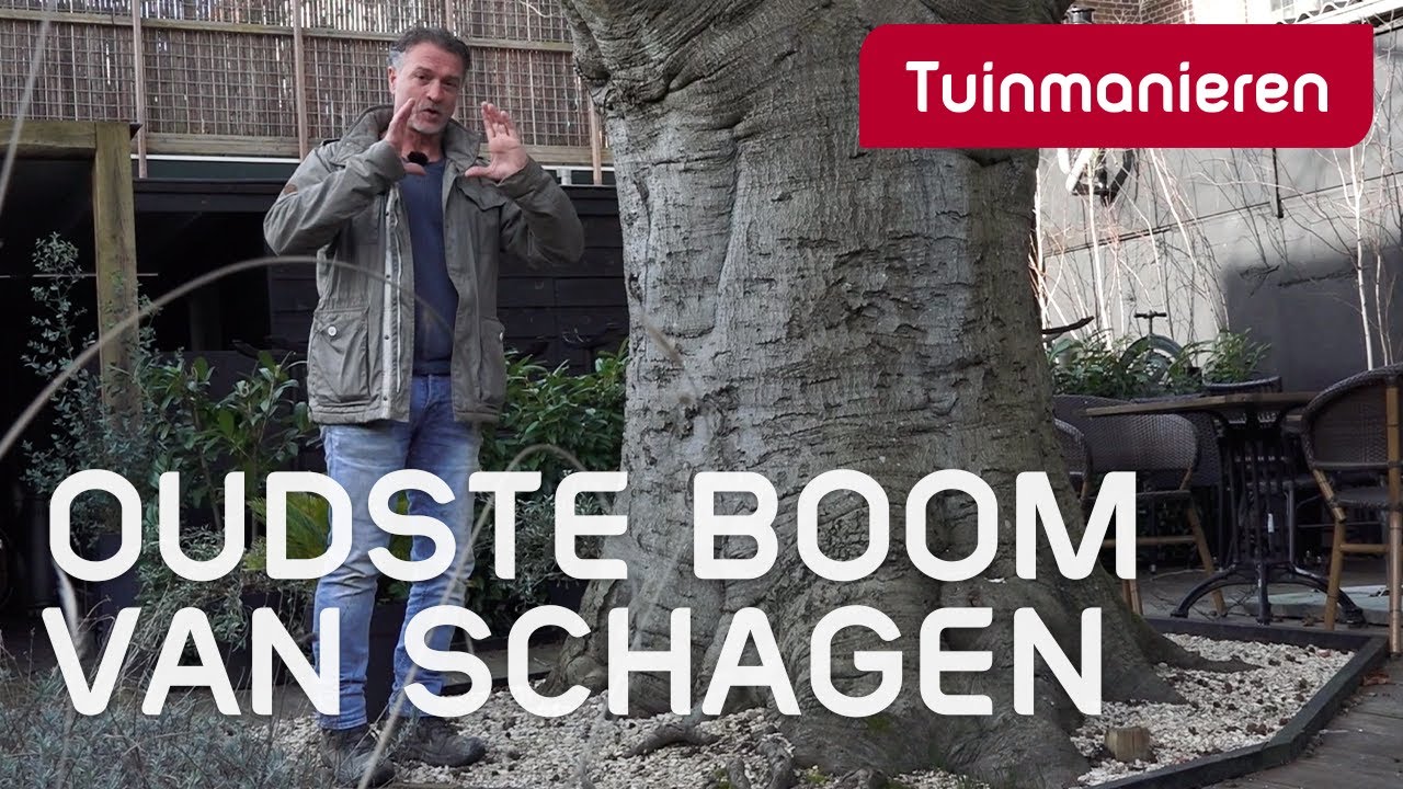 Oude bomen, rode Beuk | Plantenkennis | Tuinmanieren