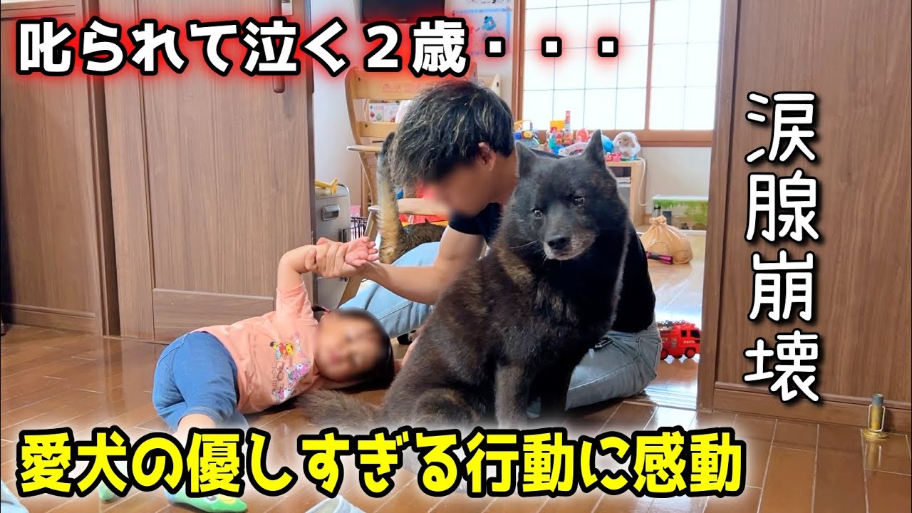 【感動】甲斐犬一休、叱られて泣く２歳にとった行動が優しすぎる