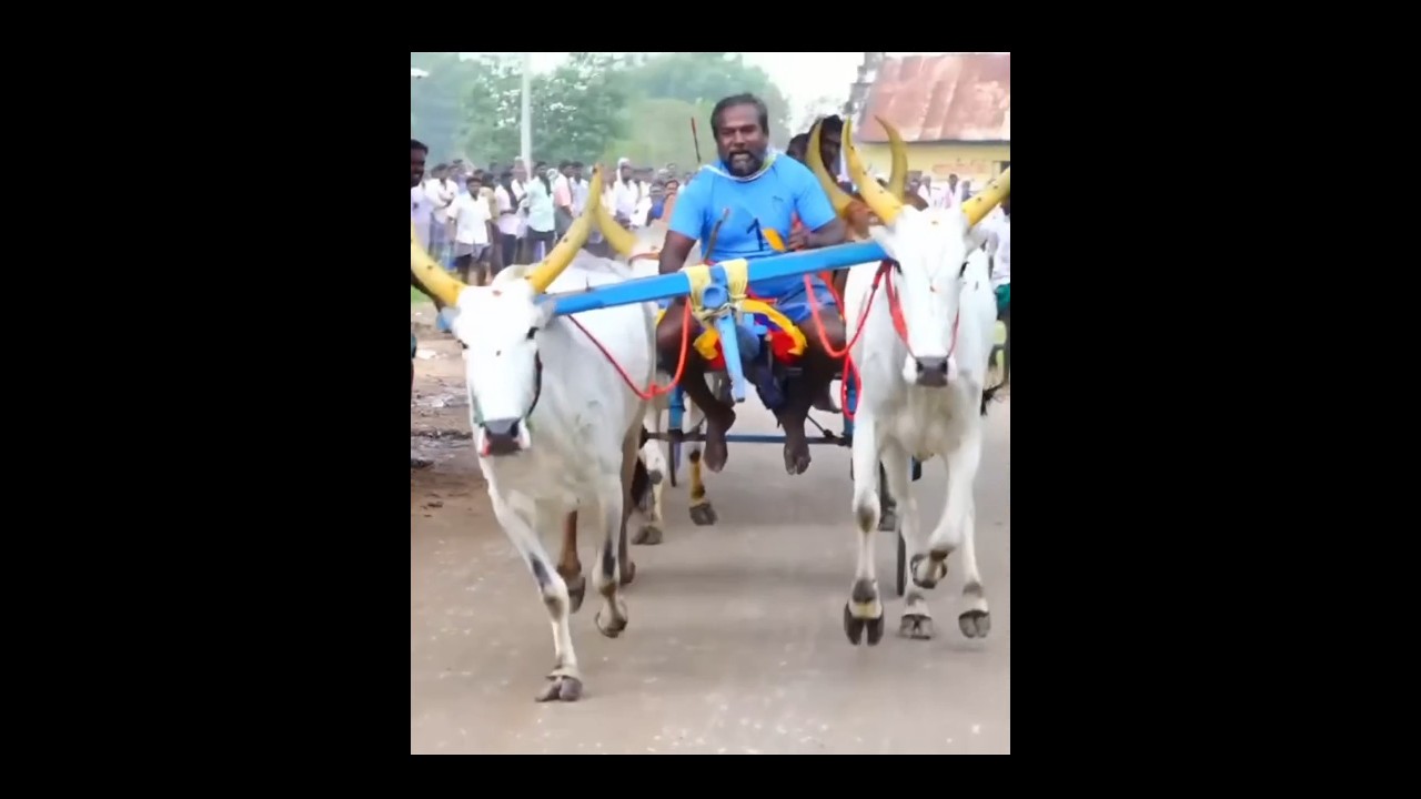 💥தெய்வம்😱உள்ளோட்டி இல்லாமல் தனியாக 🥵 முதல்கொடி🏆 முதல் பரிசு 🛑நேர்மையான எல்கை ஓட்டு #skr #ksp #inbu