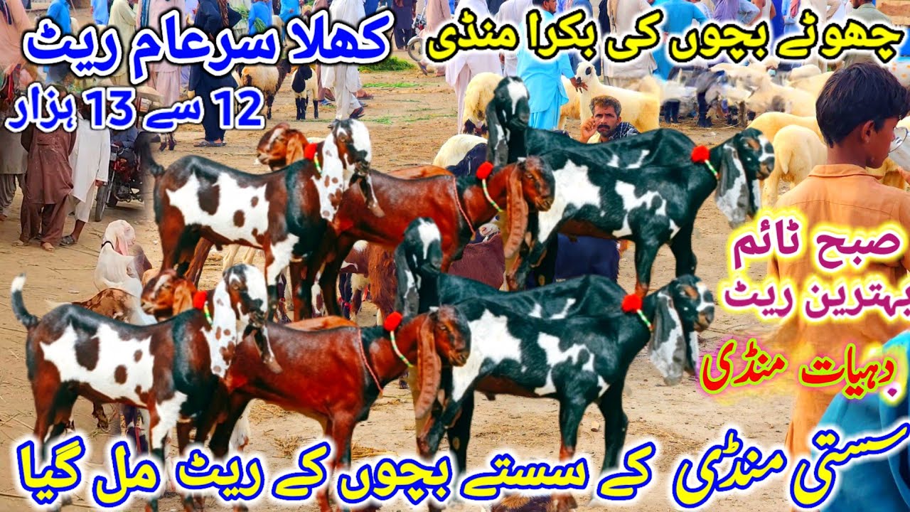 25 December 2025 dehat ki bakra mandi pakistan چھوٹے بچوں کا سستا بازار punjab bakra mandi update 