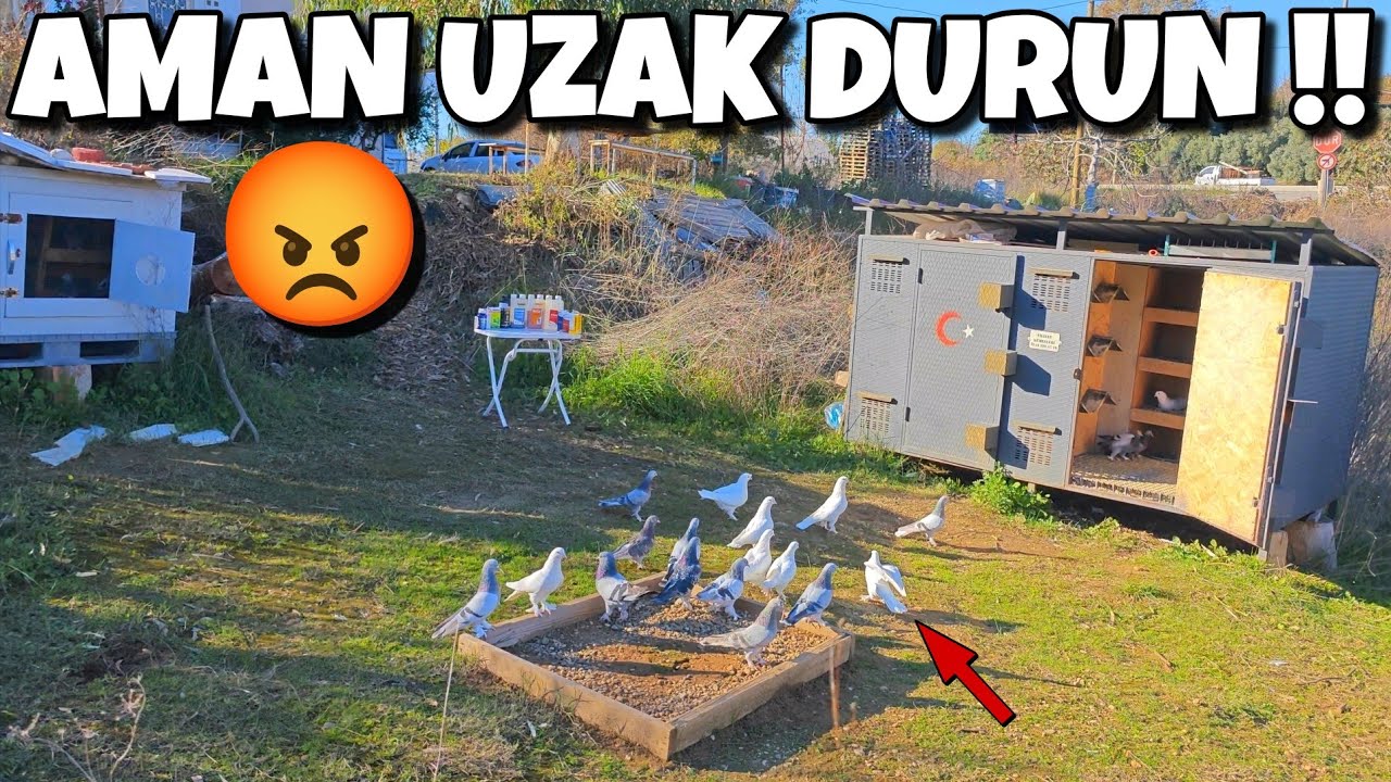 KÜMESLERİNİZE SAKIN SOKMAYIN‼️#oyunkuşu #güvercin #taklacıgüvercin #pigeon #mardinoyunkuşu