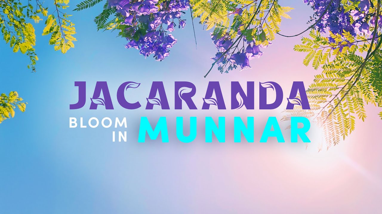 Jacaranda Bloom in Munnar | Purple Blossoms in the Misty Hills