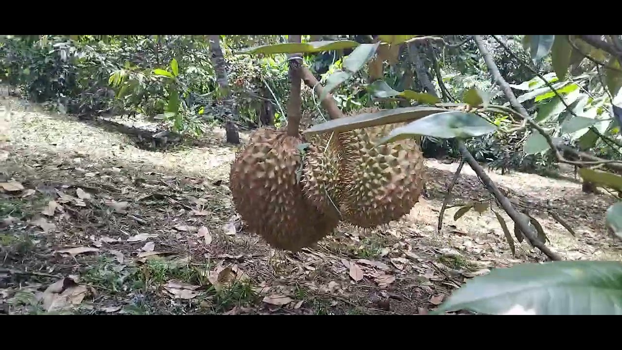 Berburu durian matang pohon di daerah Gangga, Lombok Utara😍😍