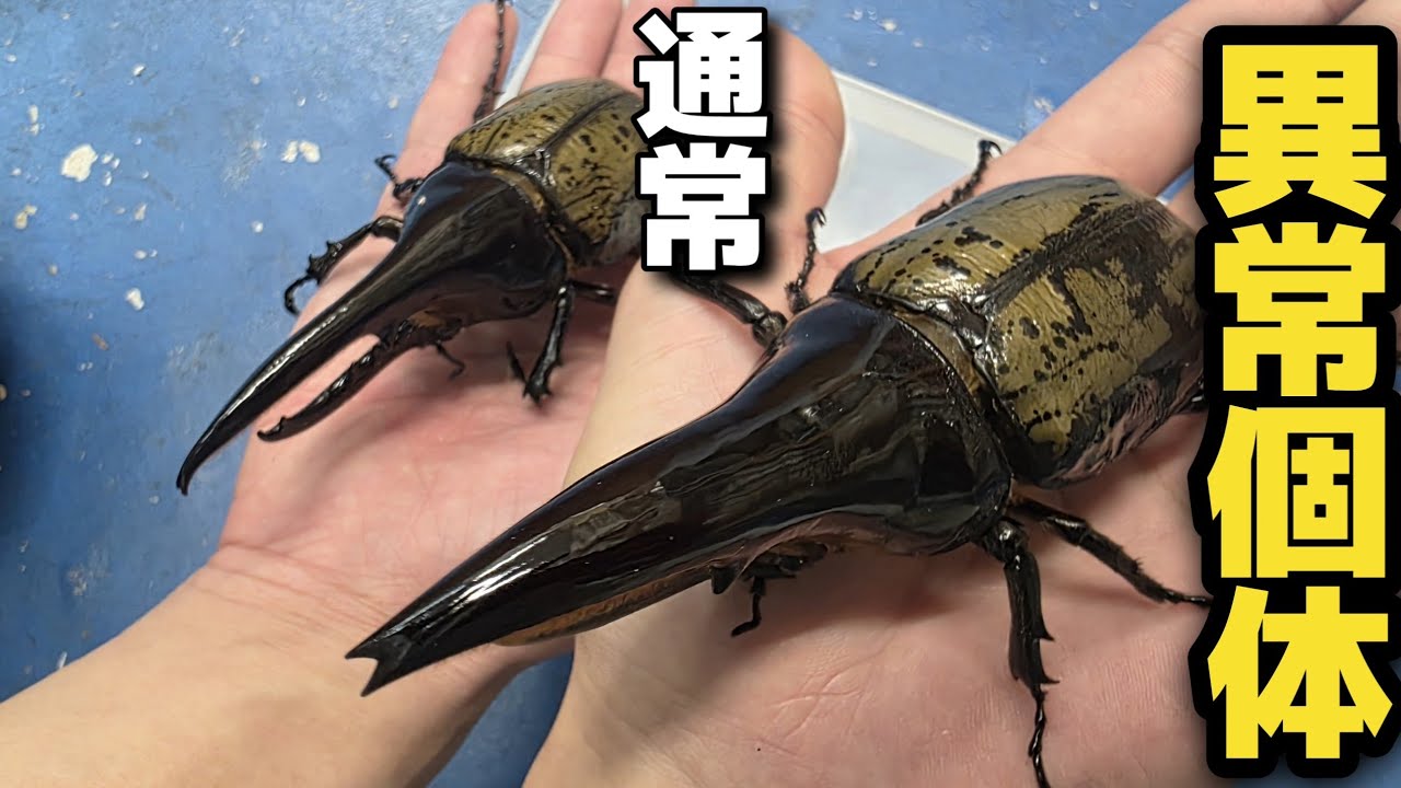 人間が生み出した角が異様に太いヘラクレスオオカブトがヤバすぎた
