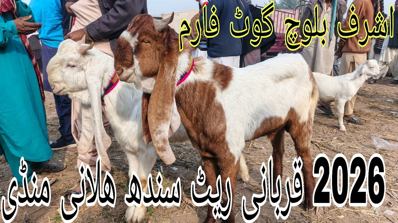 Halani Mandi Sindh | Authentic Village Market Experience