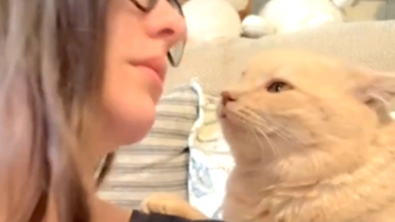 Rescue cat's obsessed with mom