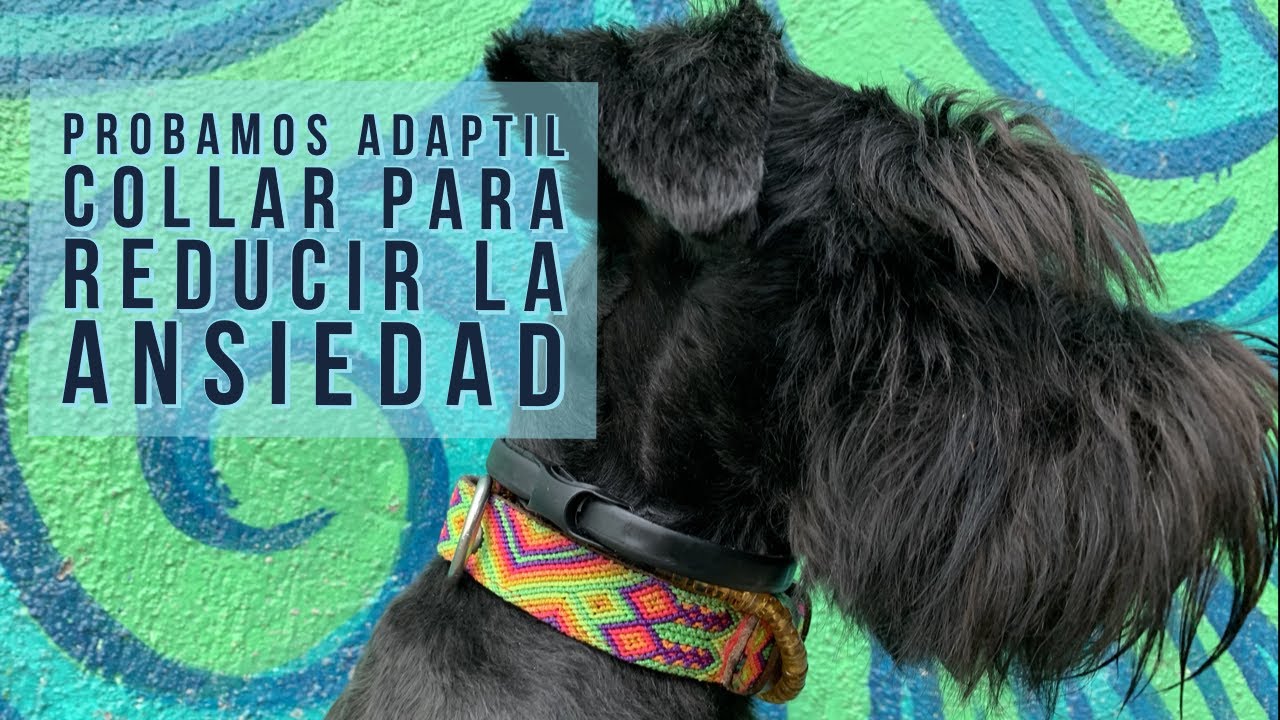 🎇🐾Ayuda a perro miedoso a superar el miedo a los fuegos artificiales, collar de fermonas ADAPTIL