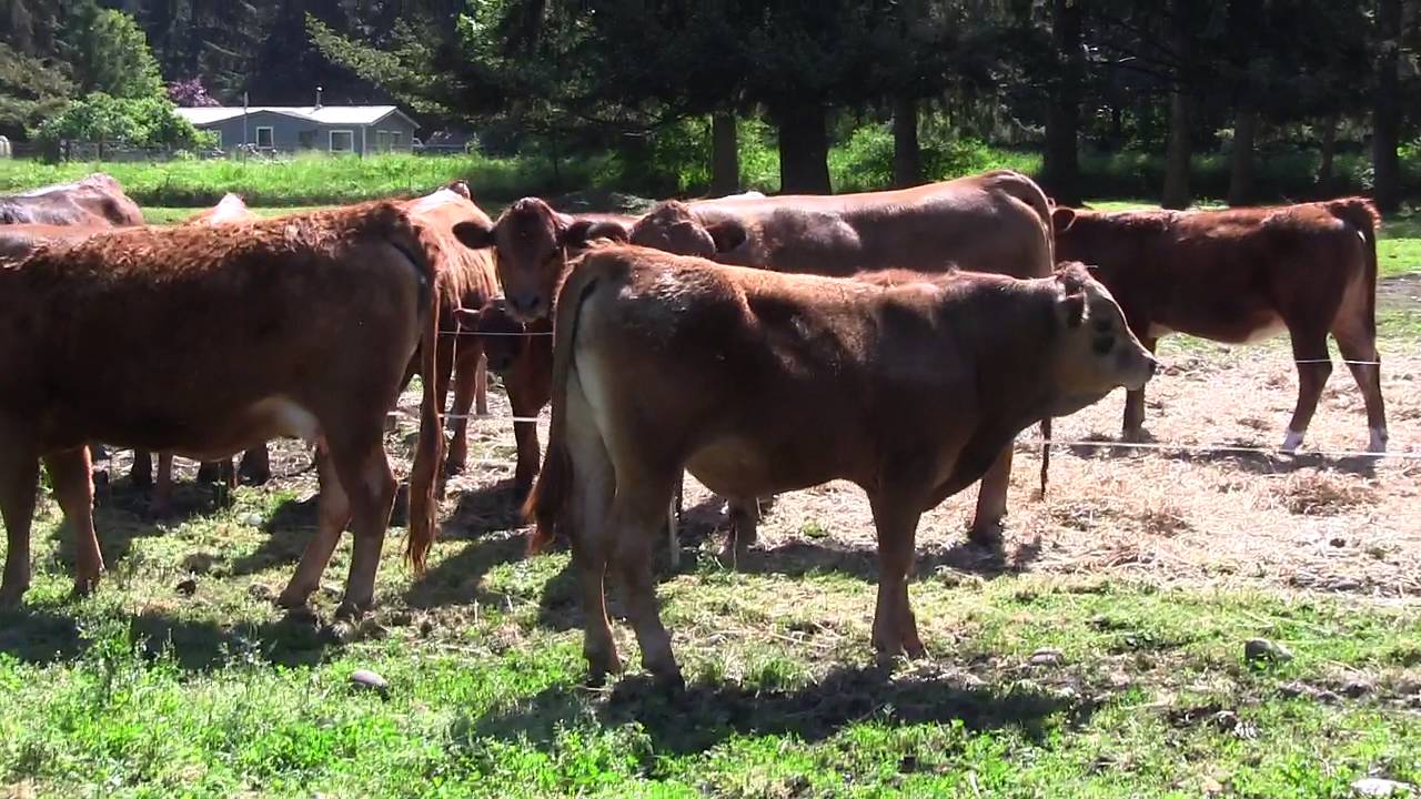 Tarentaise Cow for Sale, Registered Purebred