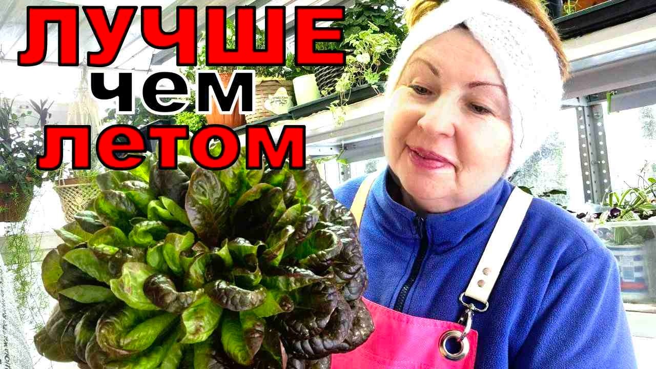 Прибыльно и вкусно- зимнии салаты. Как выращивать круглый год?