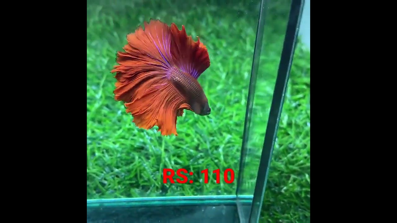 Betta fish wholesale RS: 110 #btf #shorts #beta #sale