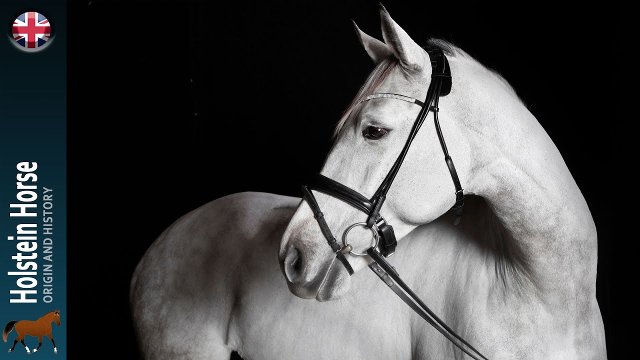 Holstein Horse, The descendant of the Marais Horse who excels in sport, Origin of the breeds