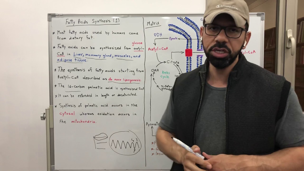 عملية صناعة الأحماض الدهنية (الجزء الأول) Fatty Acids Synthesis (part 1)