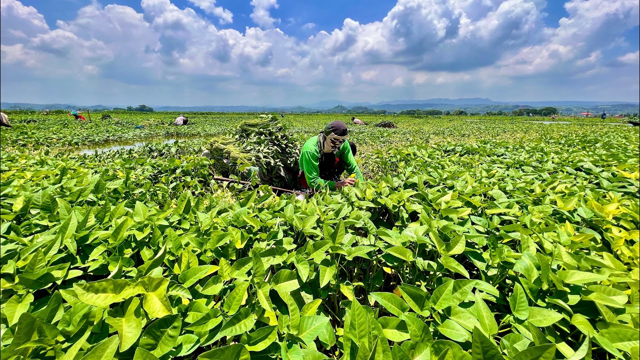 Simpleng KANGKONG, Industria pala: Bridging the Gap Between Traders and Farmers