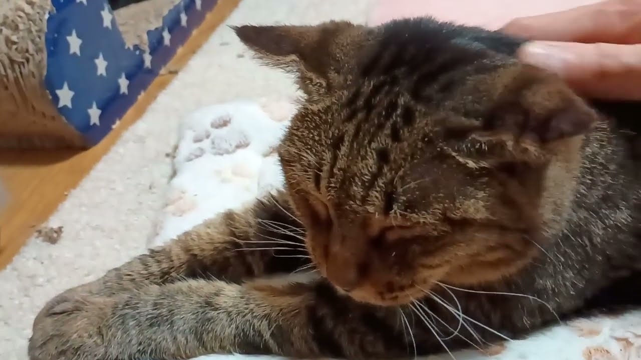 【現地動画】レイちゃんとはなちゃん 保護猫オープン型シェルター パパズパラディ 2026年1月訪問 Rei-Chan and Hana-chan PAPA's・PARADIS Jan.2026