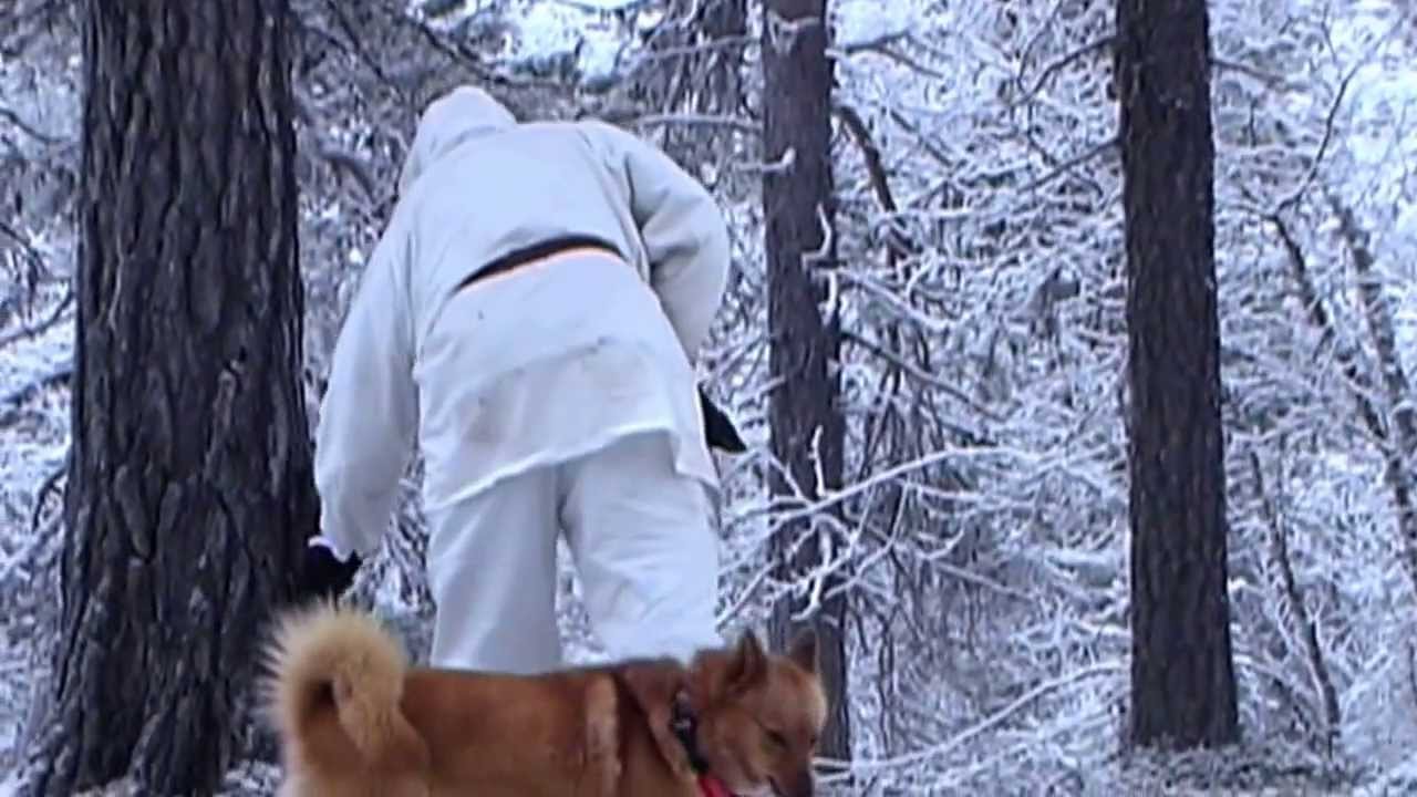 The Finnish Spitz