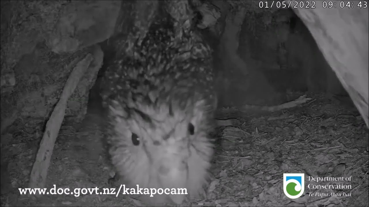 Kākāpō Nest Cam Highlights - 1 MAY 2022