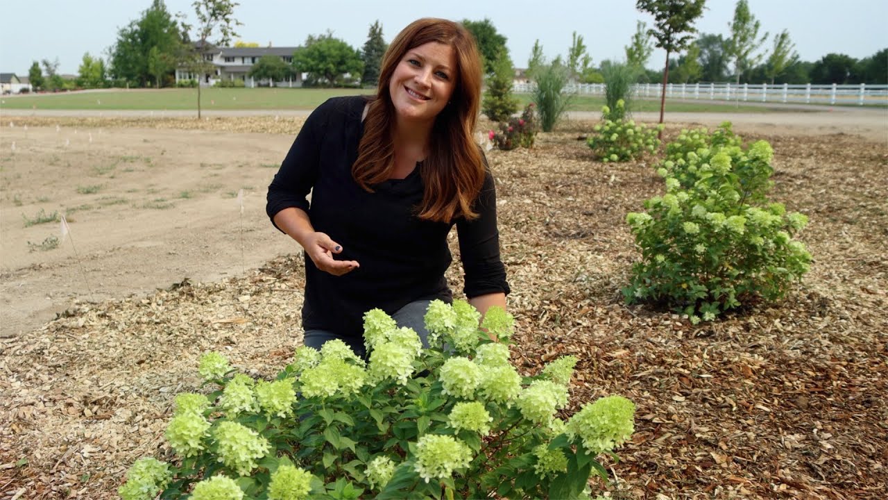 3 New Hydrangeas for 2021: Update & Planting! 😍💚 // Garden Answer