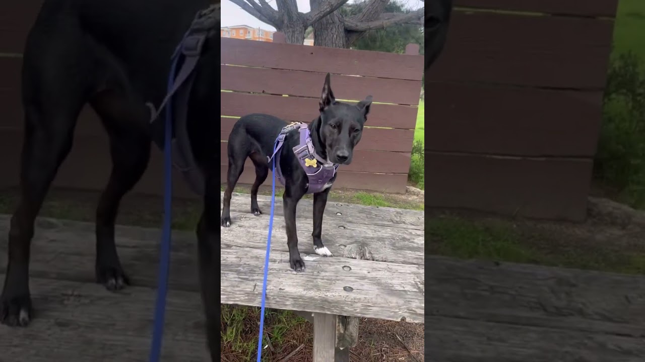 Helping a sensitive street dog navigate the public with active avoidance