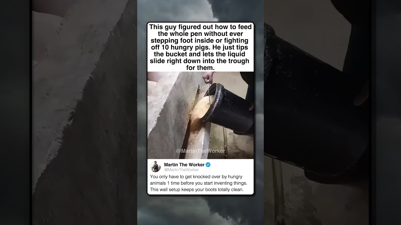 SIMPLE COUNTRY TRICK FOR PIGS