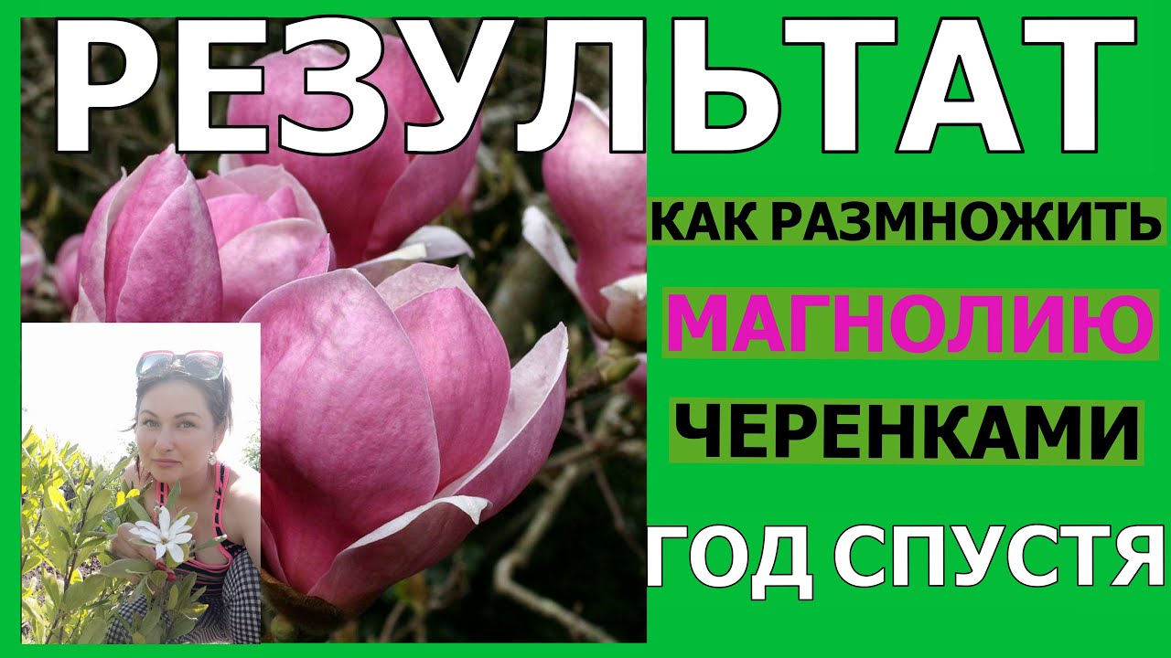 КАК РАЗМНОЖИТЬ МАГНОЛИЮ ЧЕРЕНКАМИ. РЕЗУЛЬТАТ.