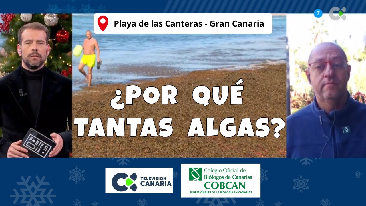 ¿Por qué hay tantas algas en la Playa de las Canteras?