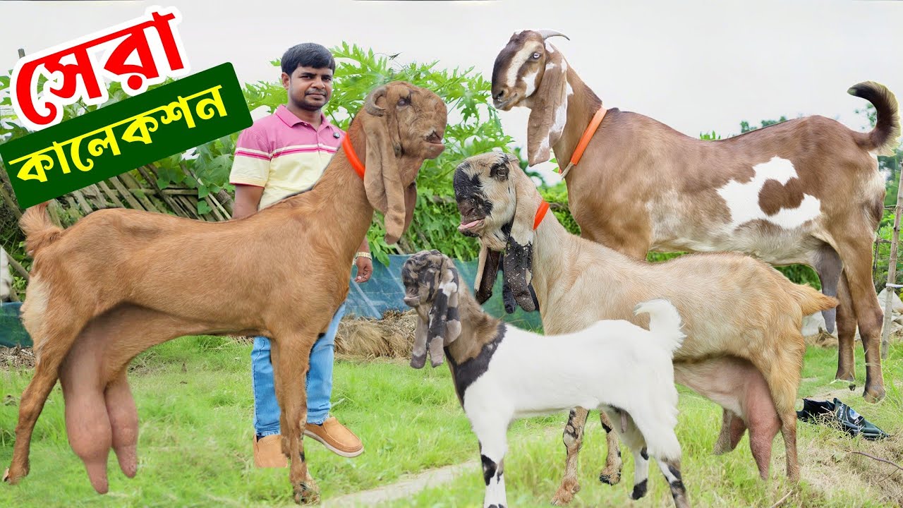 হান্নান ভাইয়ের সেরা মানের তোতাপুরি বিটল ছাগলের কালেকশন Totapuri Beetal Goat