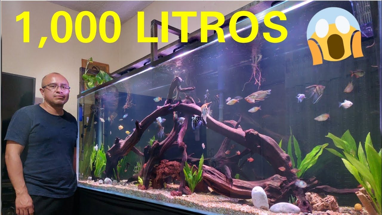 EL ACUARIO MAS GRANDE QUE HE GRABADO: COMUNITARIO DE 1000 LITROS