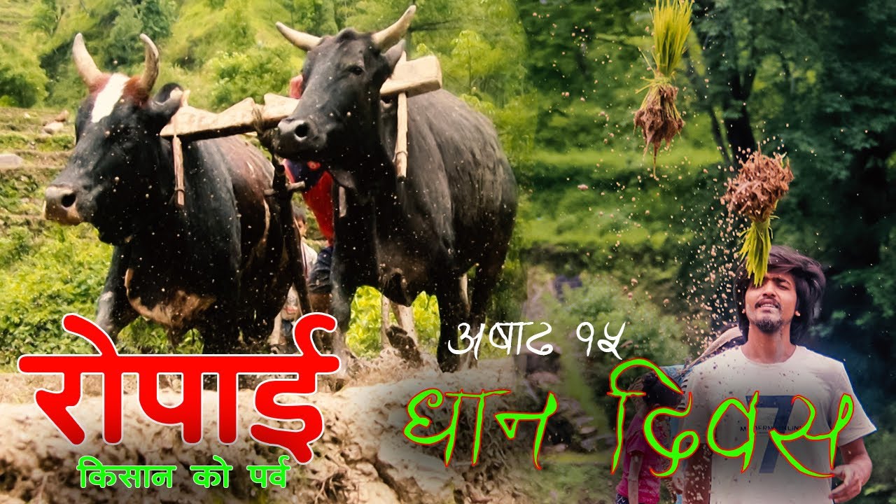 रोपाइँ • अषाढ १५• धान दिवस • खेति पाति• video by Amit Sunar
