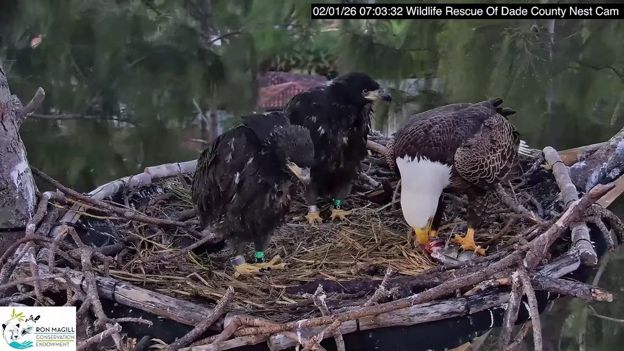 Dade County Eagle: R9 & R10 were banded yesterday -- 2026 02 01
