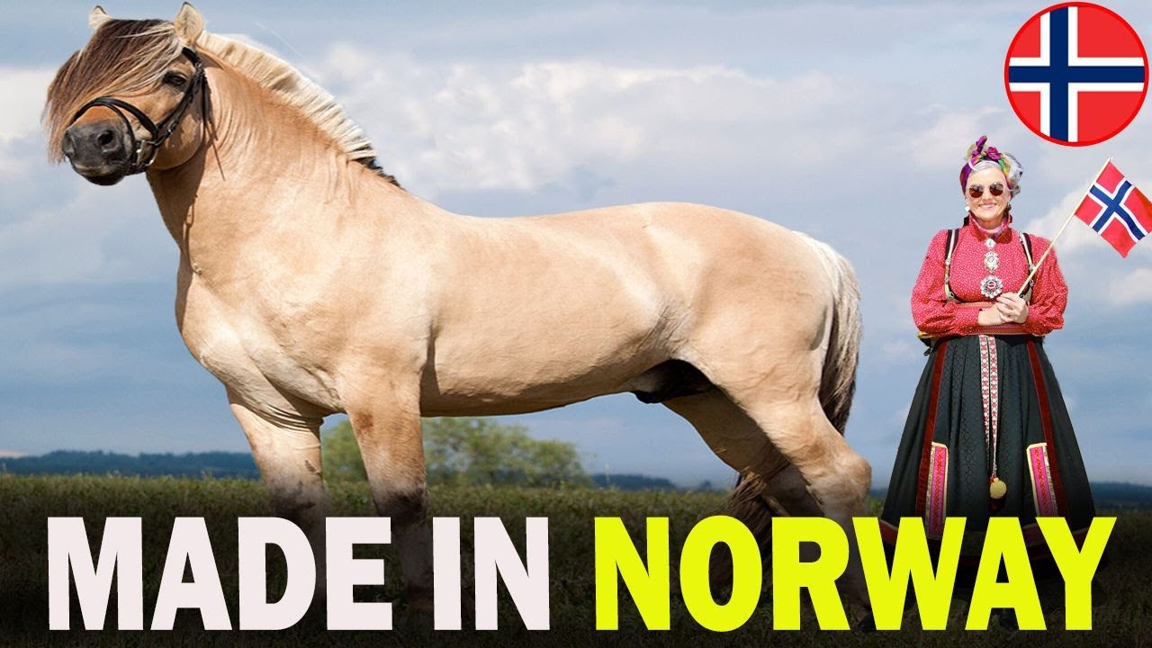 5 FAMOUS Norwegian Horse Breeds That Will Blow Your Mind!!