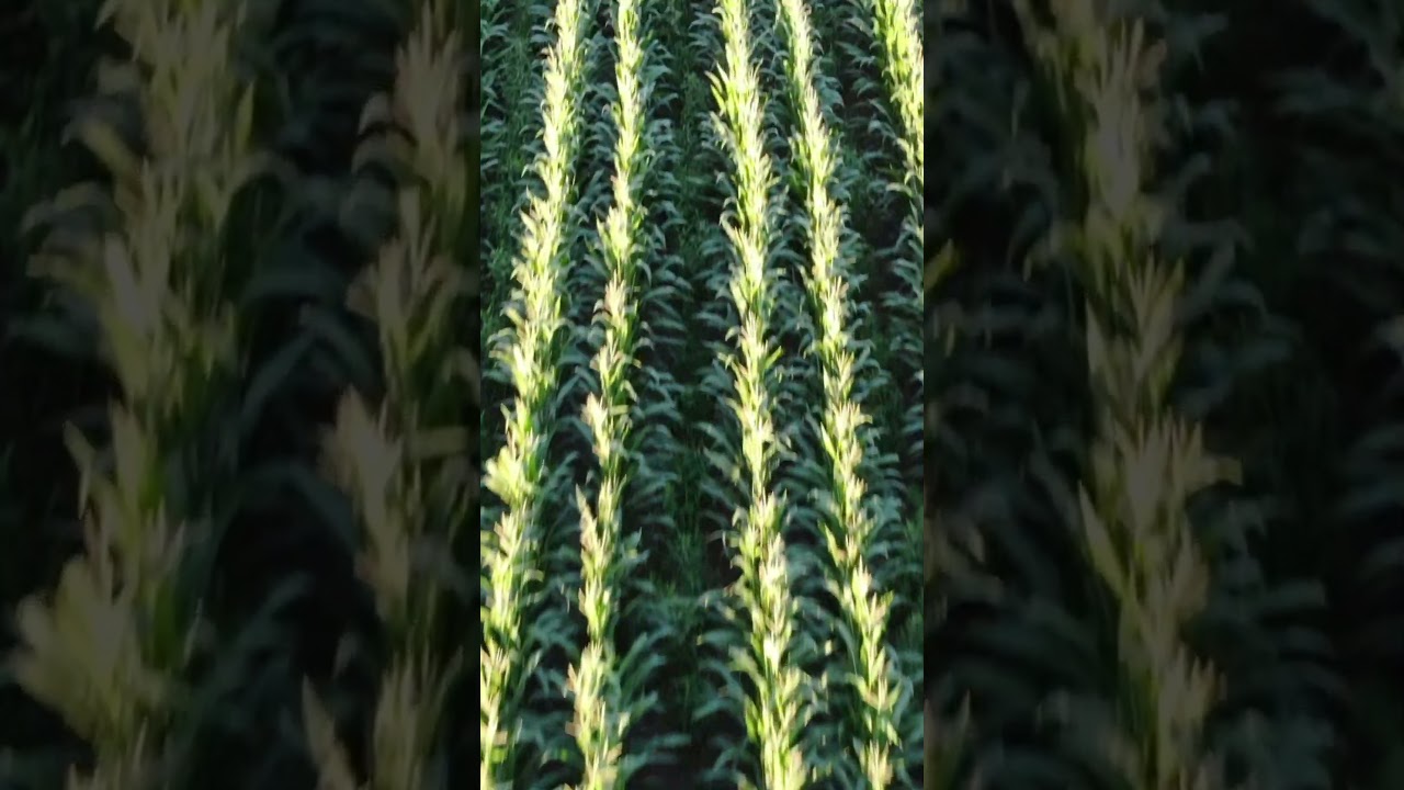 Goal: grazing feed behind the combine.  Reality:  cover crops/weather aren't perfect.  #Interseeding