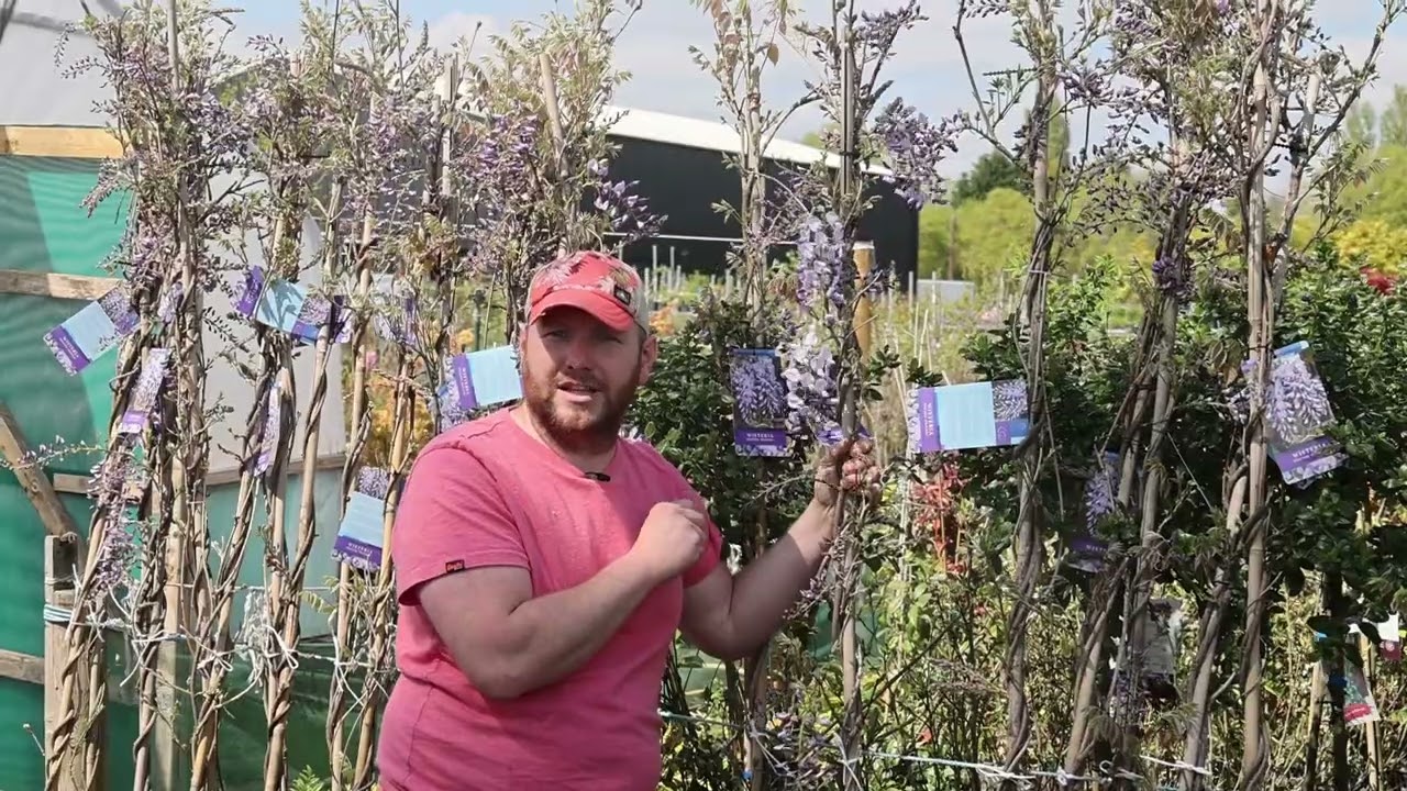 Plant Profile: Wisteria Sinensis 