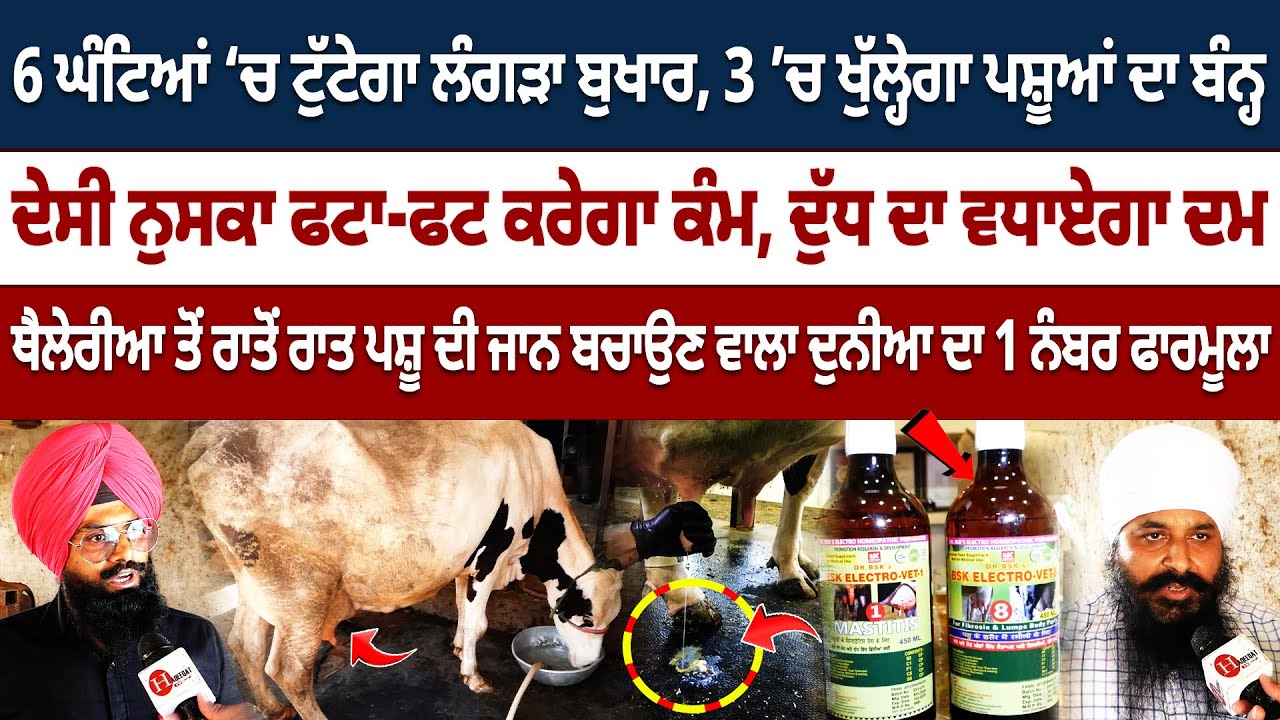 ਆਹ ਨੁਸਕਾ ਡੇਅਰੀ ‘ਚ ਲਿਆਓ ਪਸ਼ੂਆਂ ਦੀ ਜਾਨ ਬਚਾਓ ਡਾਕਟਰ ਤੋਂ ਖਹਿੜਾ ਛੁਡਾਓ
