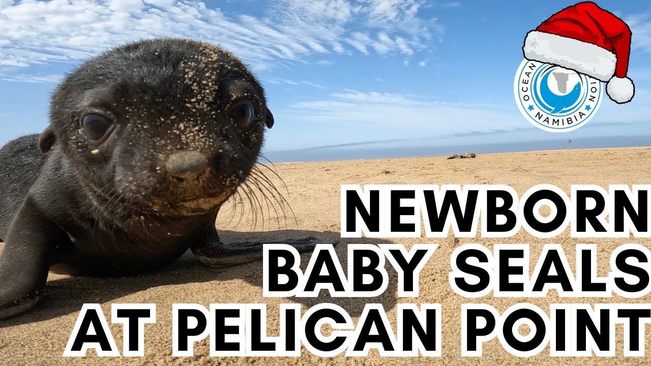 Newborn Baby Seals at Pelican Point - Happy Holidays from the OCN team!
