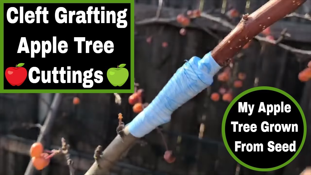 Cleft Grafting An Apple Tree Limb To Another Apple Tree!