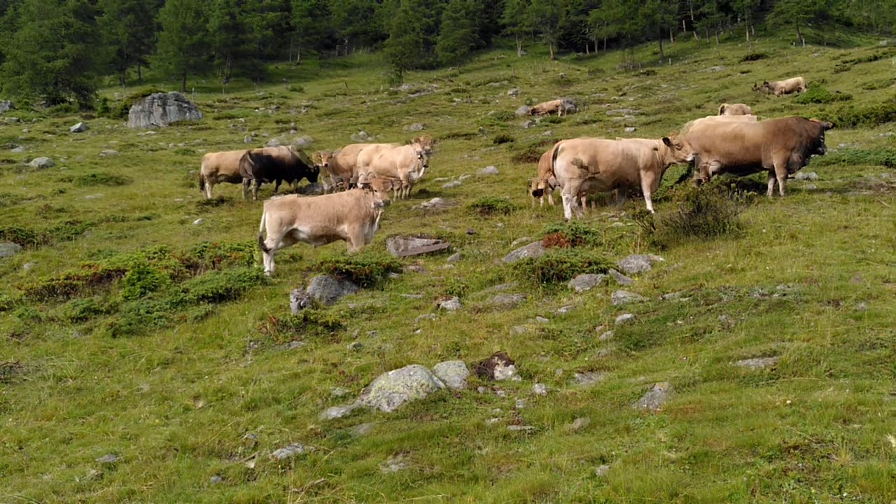 Aubrac K&uuml;he auf der Alp im Puschlav / K&uuml;he auf der Alp / Traumhaft