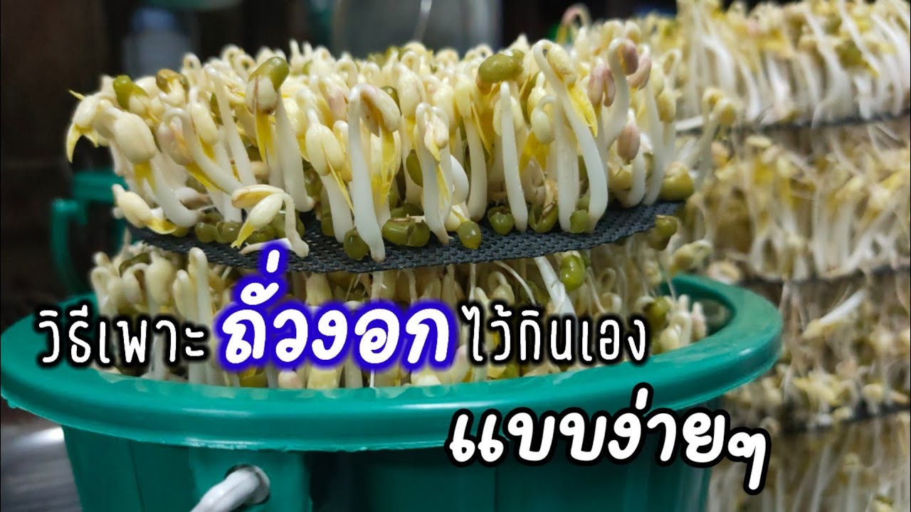 วิธีเพาะถั่วงอก🌱ไว้กินเองแบบง่ายๆ