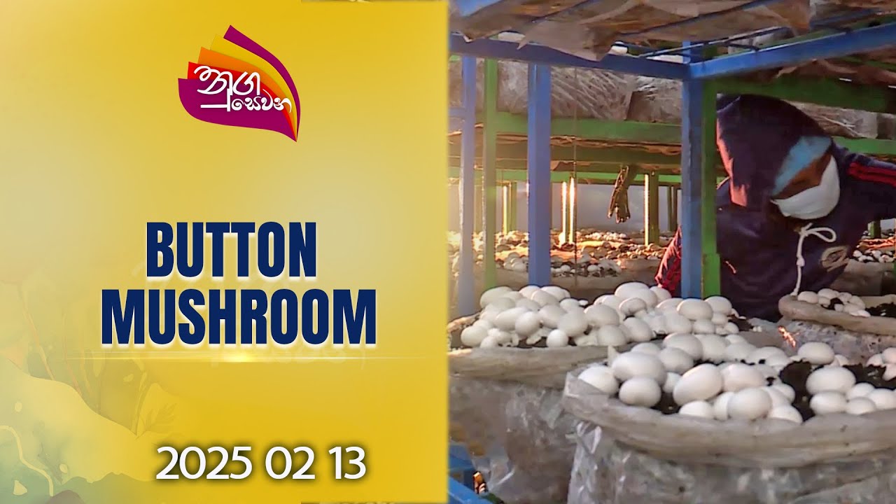 Nugasewana | Mashroom Cultivation |2025-02-13 |Rupavahini