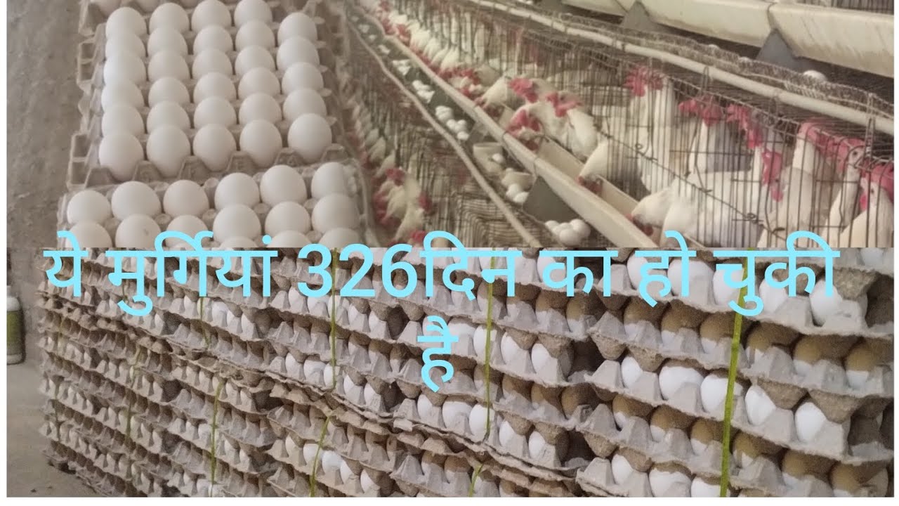 लेयर फॉर्म की मुर्गियां 326 दिन में कितना %अंडा देती है आइए दिखाए और बताए 🙏🙏🙏🙏🙏