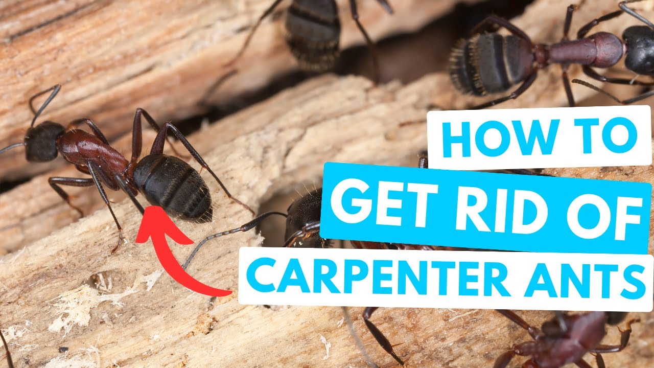 How to GET RID OF CARPENTER ANTS | Don't let them damage your house!