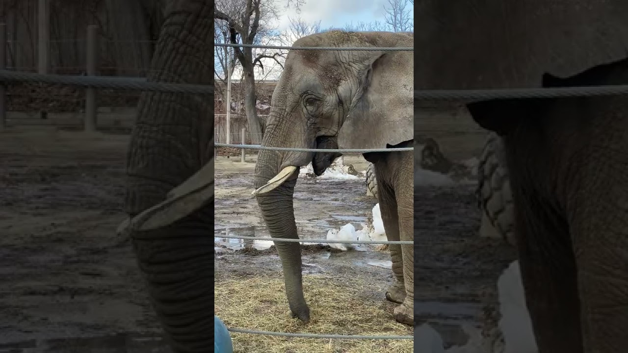 Elephants at Roger Williams Park Zoo 