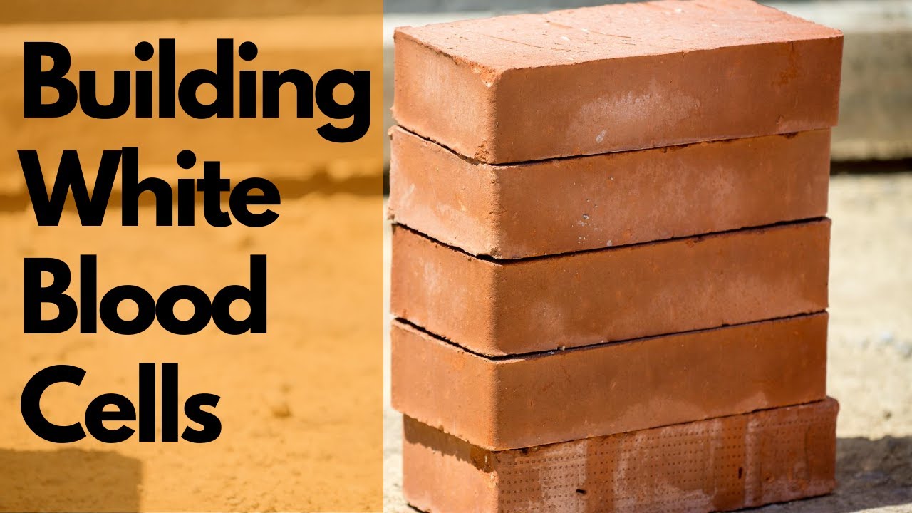 Building White Blood Cells + A Huge Change in 6 Weeks