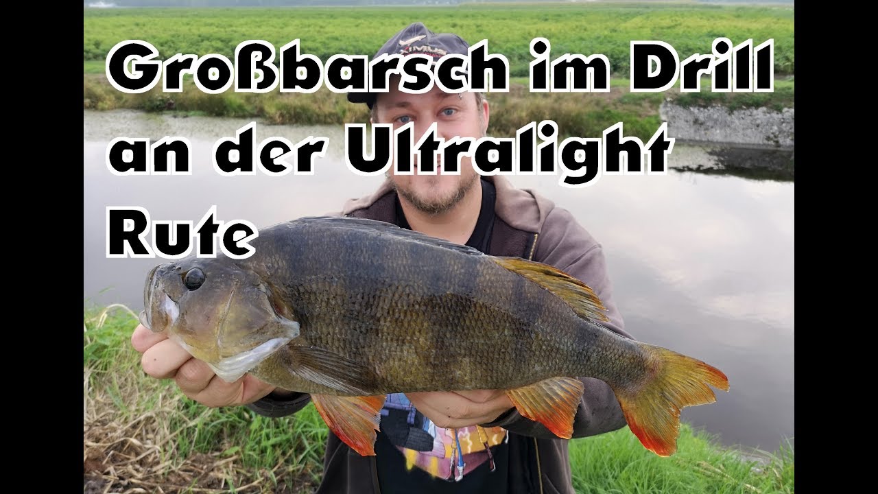 Gro&szlig;barsch im Drill an der Ultralight Rute