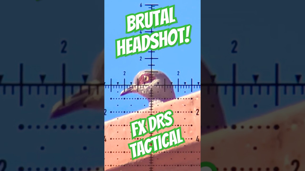 Brutal Headshot | FX DRS Tactical | Modern Air Gun Accuracy #sniper #fxairguns #hunting