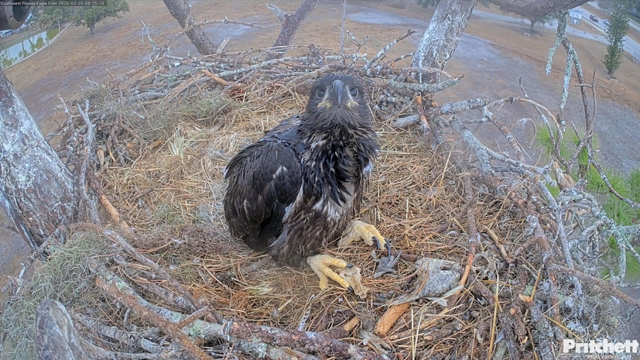 SWFL EAGLE CAM 2026.2.5 🌄☔After the beautiful morning glow, a cold rain falls.