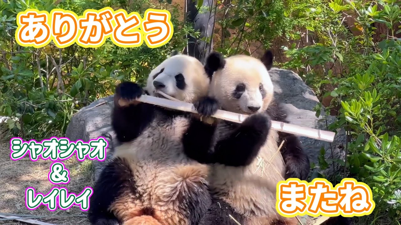 ありがとうシャオくんレイちゃん🐼🐼行ってらっしゃい😊　1月25日 ueno zoo panda