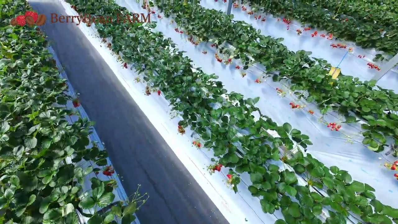 BerryBeanFARM