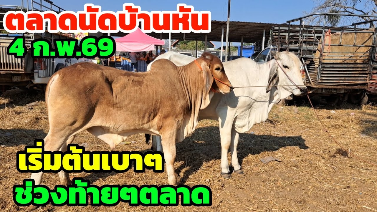 เริ่มต้นเบาๆ‼️4 ก.พ.69 ตลาดนัดบ้านหัน ชุดนี้ใครกำลังหา วัวเลี้ยง ชุดตั้งคอกตั้งฟาร์ม รีบชมกันเลย...