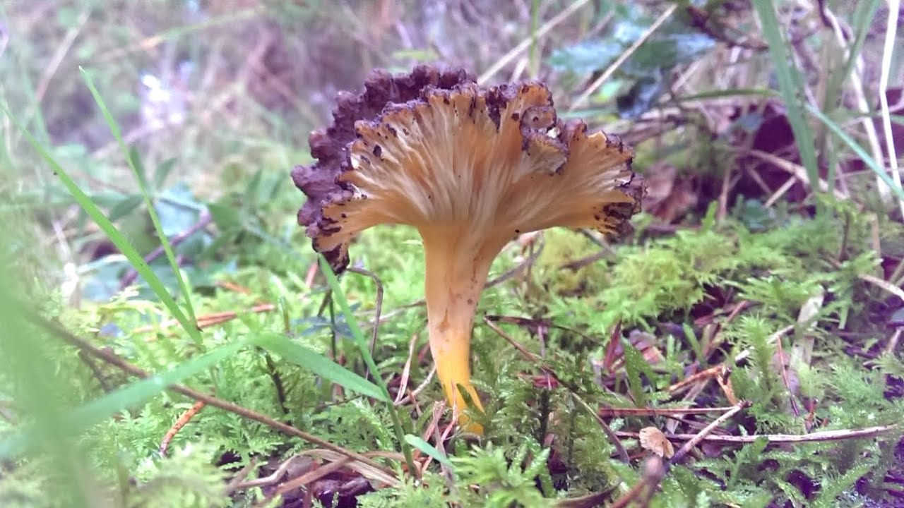 Cantharellus lutescens 2015 [HD]